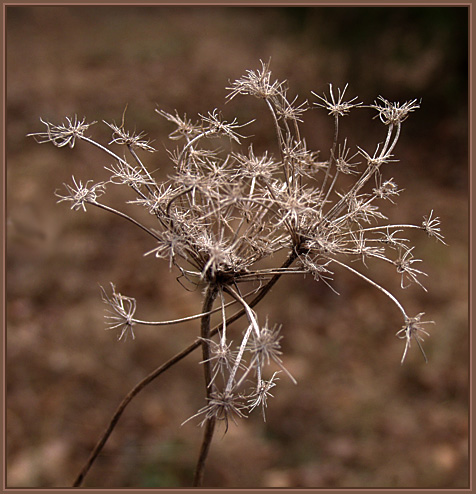 photo "The Final Farewell" tags: macro and close-up, nature, flowers