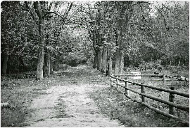 photo "walking..." tags: landscape, forest