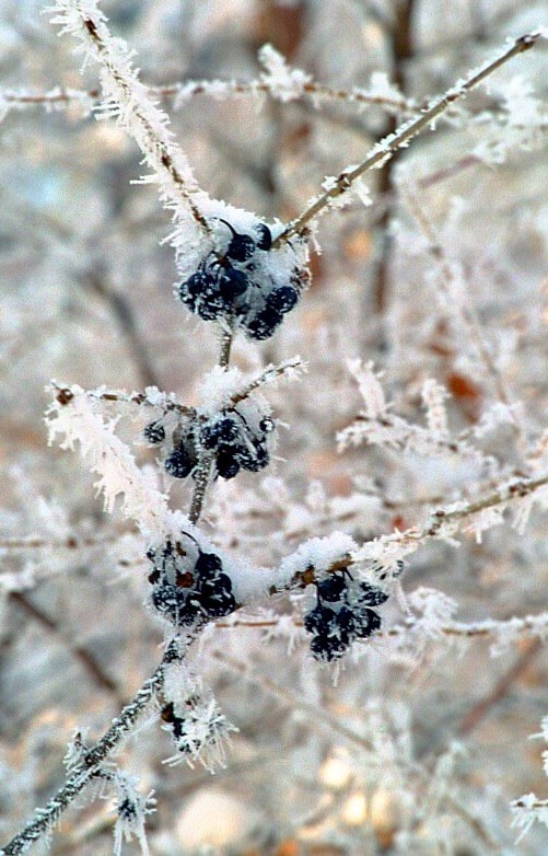 photo "Brooches (2)" tags: nature, flowers