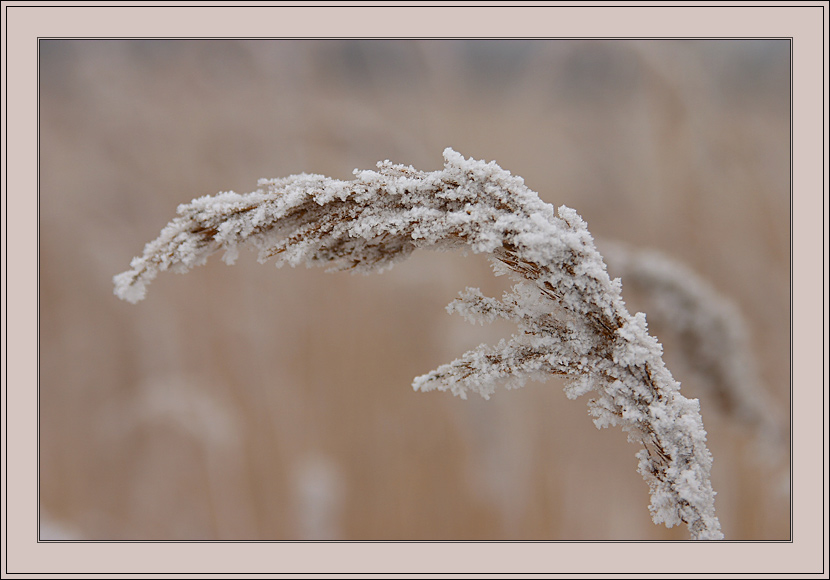 фото "Зимние зарисовки" метки: природа, цветы