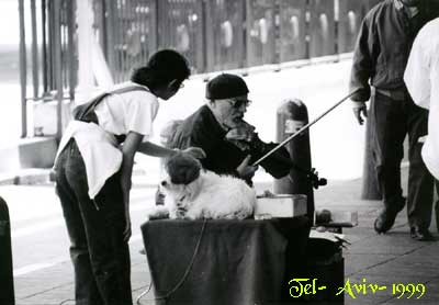 photo "who is the dog?" tags: black&white, still life, 