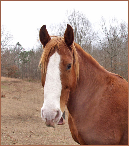 фото "The First "Horse Whisperer"" метки: юмор, природа, домашние животные