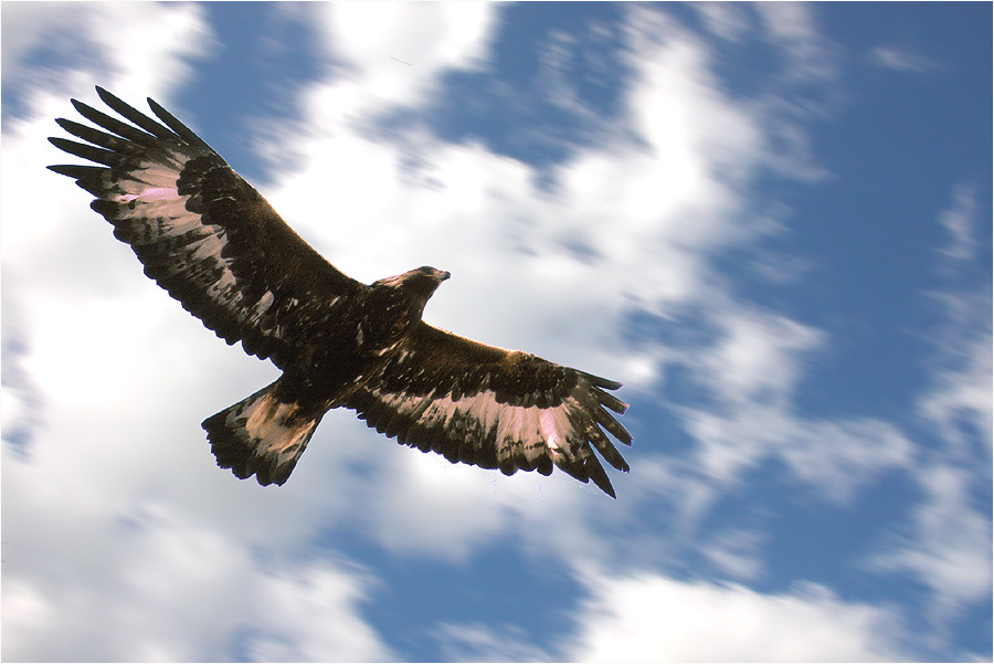 photo "Golden Eagle" tags: nature, wild animals