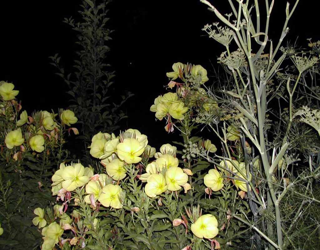 photo "Night garden" tags: nature, flowers