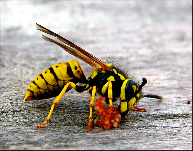 photo "Killer" tags: macro and close-up, nature, insect