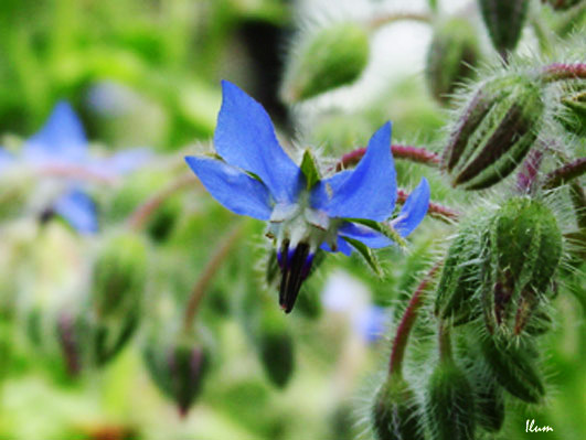 фото "Flower" метки: природа, макро и крупный план, цветы