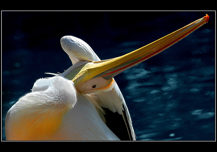 photo "Under a Wing" tags: nature, wild animals