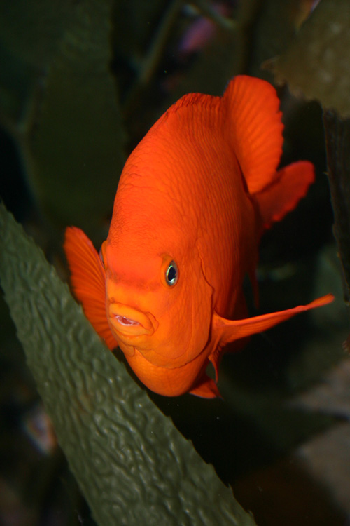 photo "The Gold Fish" tags: underwater, 