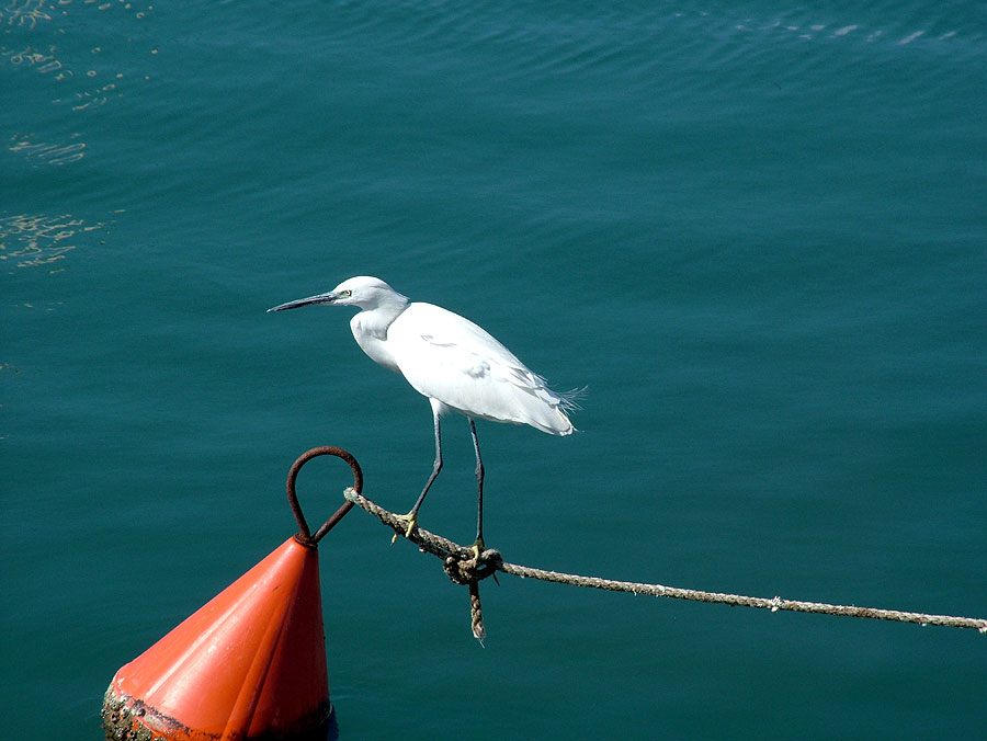 photo "A Bird" tags: nature, wild animals