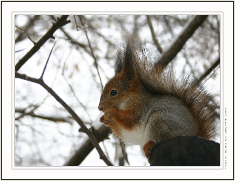 photo "Squirrel" tags: nature, portrait, wild animals