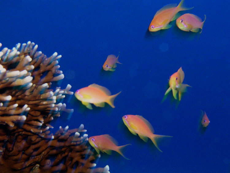 photo "Untitled photo" tags: underwater, 