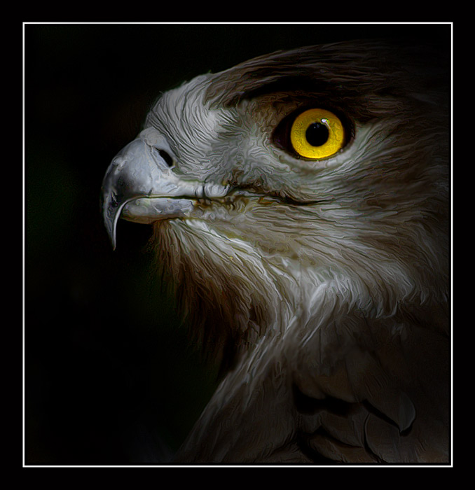 photo "PORTRAIT of a PROUD BIRD" tags: nature, wild animals