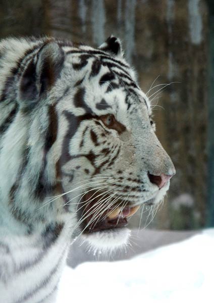 photo "White Tiger" tags: nature, wild animals