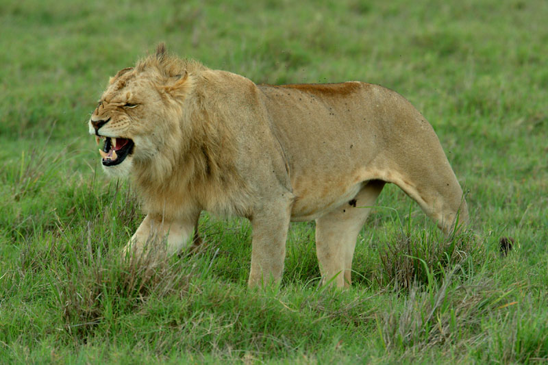 photo "The Lion" tags: nature, wild animals