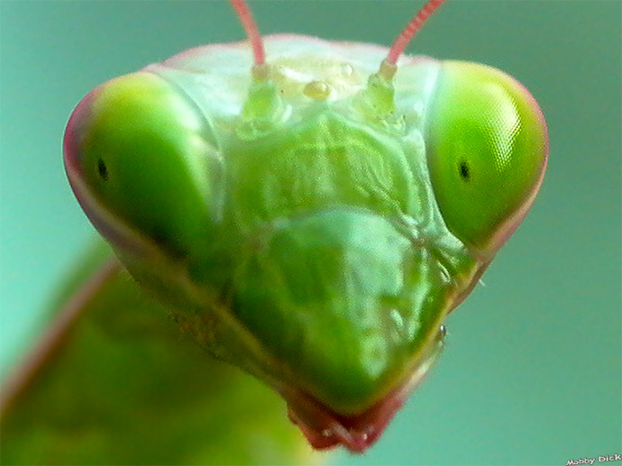 photo "portrait of the piligrimage" tags: nature, insect