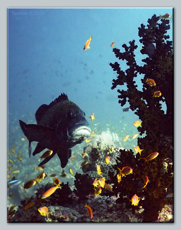 photo "Meeting on the depth #2" tags: underwater, travel, 