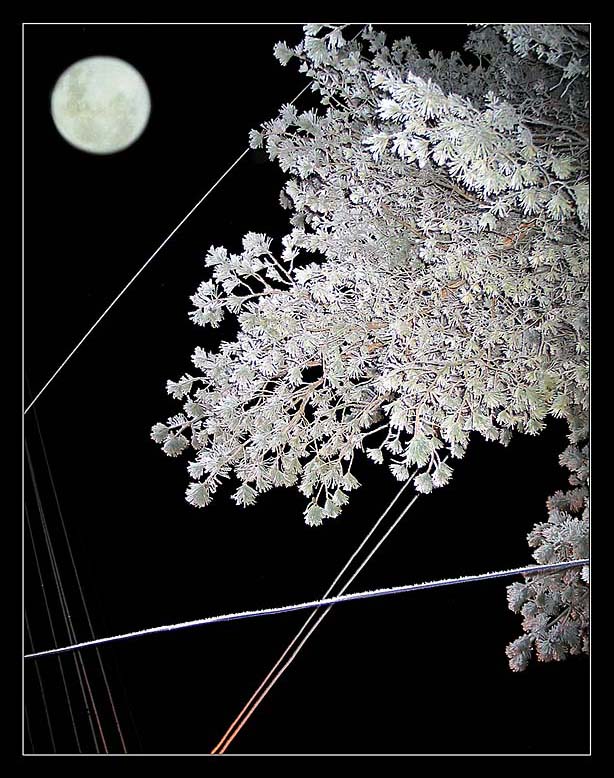 photo "New Year`s walk" tags: landscape, night