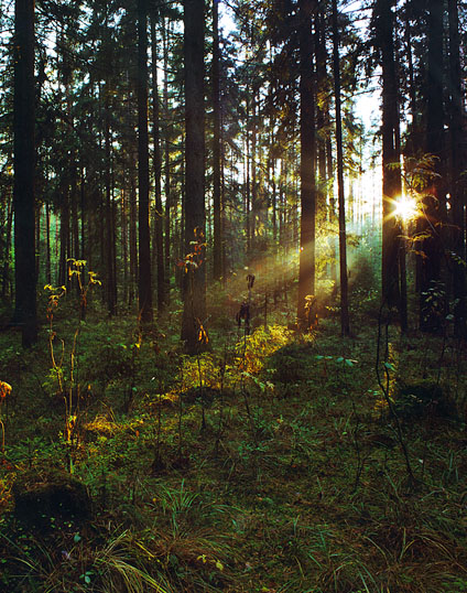 photo "Summer Forest" tags: landscape, nature, flowers, forest