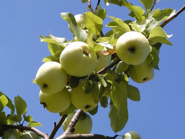 photo "Apples." tags: nature, flowers