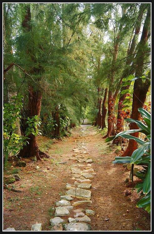 photo "Path" tags: nature, 