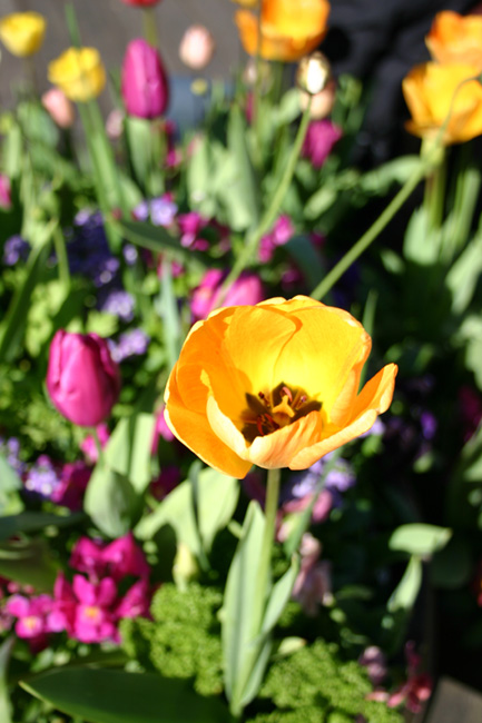 photo "Tulip" tags: nature, flowers