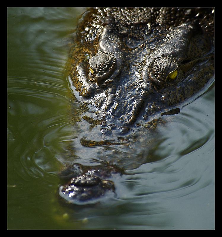 photo "Still water" tags: nature, wild animals