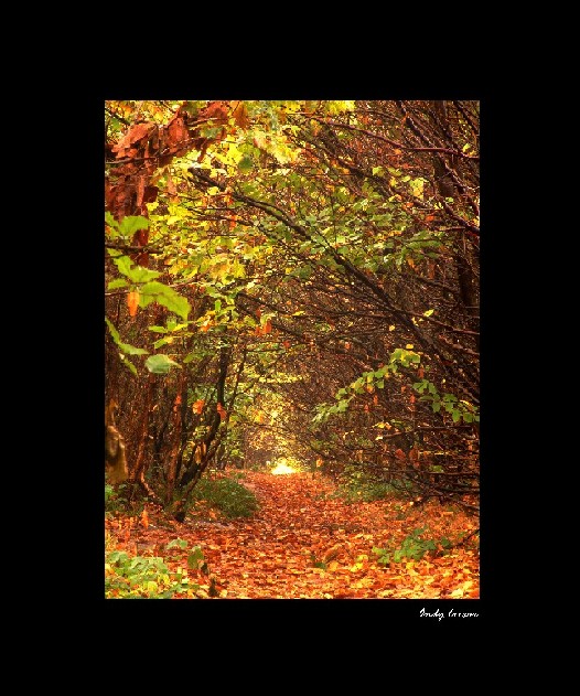 фото "colour of fall" метки: пейзаж, осень
