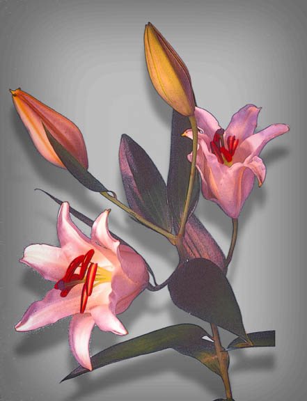 фото "Lillies" метки: фотомонтаж, природа, цветы