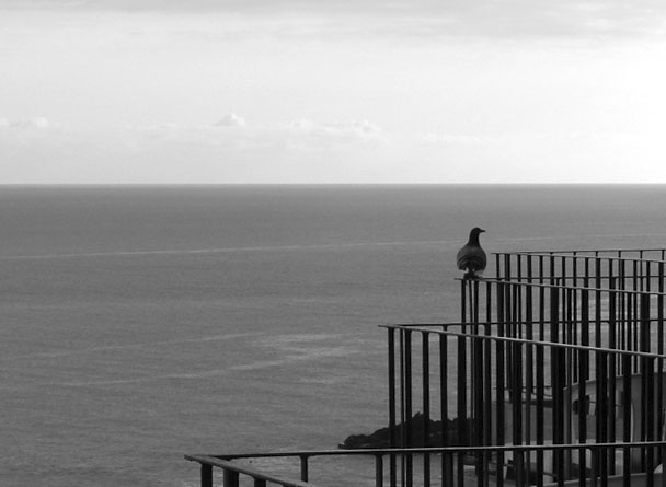 фото "Pigeon`s Pose!" метки: черно-белые, 