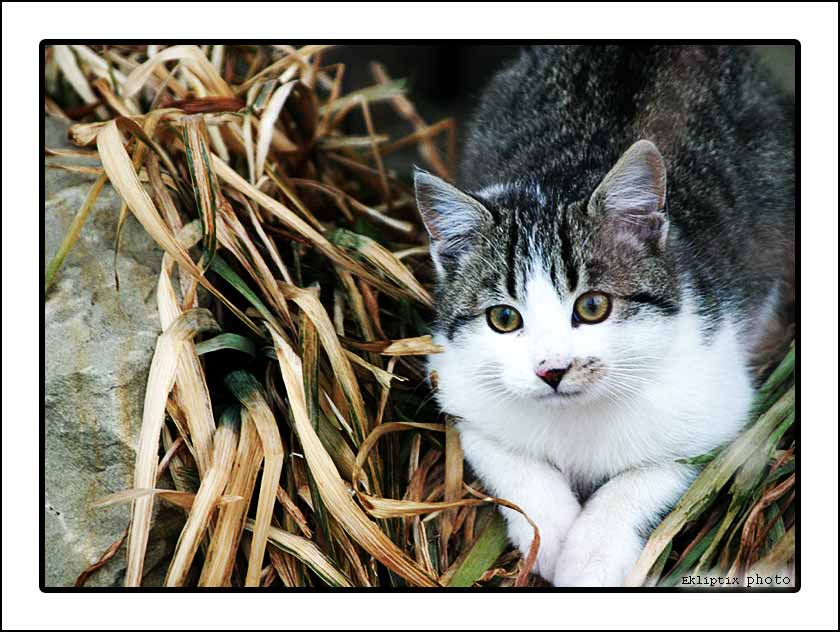 photo "In Waiting" tags: nature, pets/farm animals