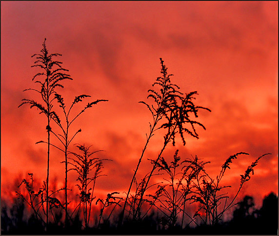 photo "Some Sway" tags: landscape, nature, flowers, sunset