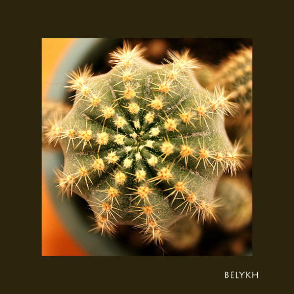 photo "Cactus" tags: montage, 