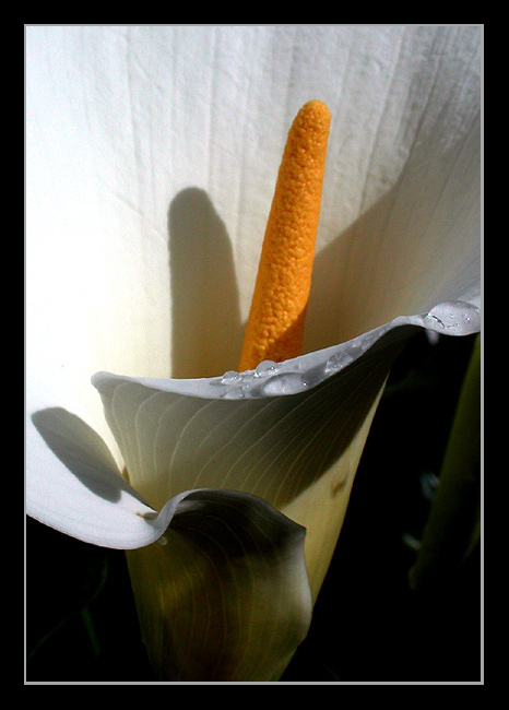 photo "arum lily" tags: nature, macro and close-up, flowers