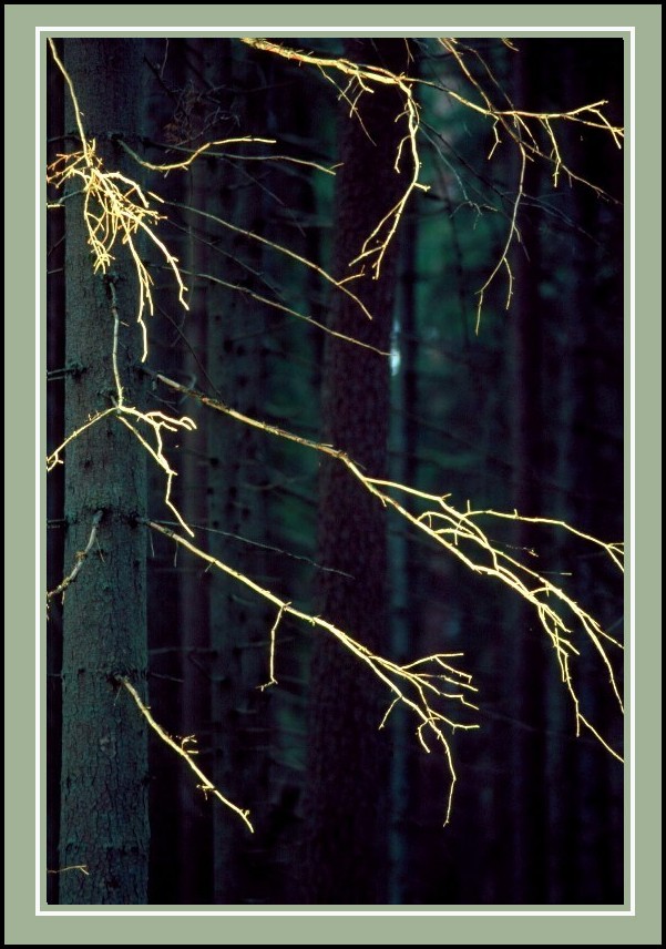 photo "the final sunbeam" tags: misc., 