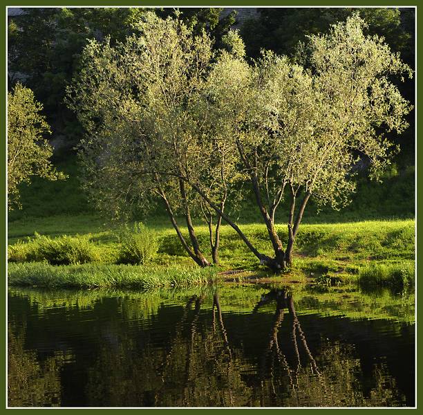 photo "Light grass-plot, dark water" tags: landscape, summer, water