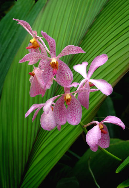 фото "Orchids" метки: природа, макро и крупный план, цветы