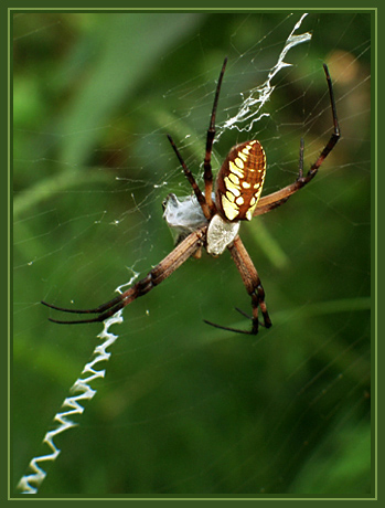 photo "Weaving and Waiting" tags: macro and close-up, nature, insect