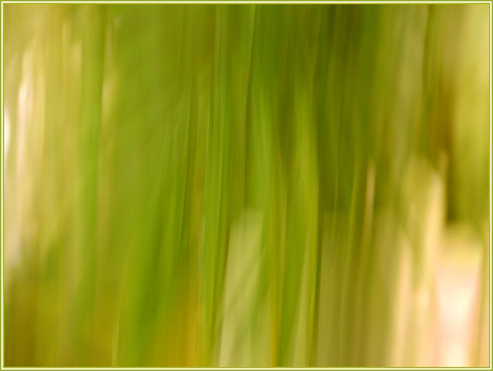 photo "green lines" tags: abstract, 