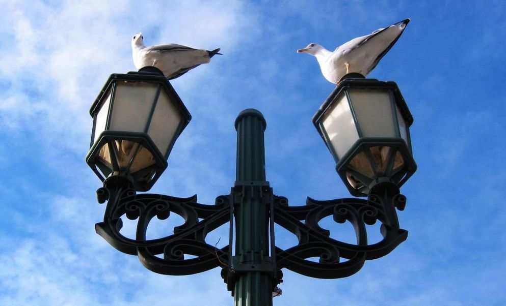 photo "Balanced" tags: nature, 