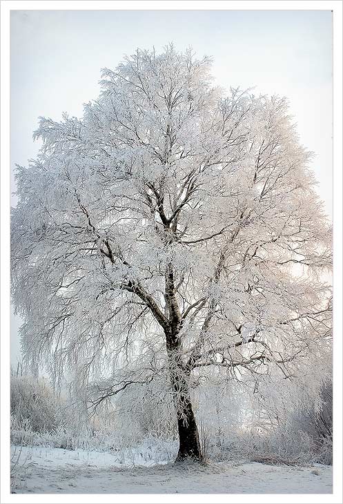 photo "Crystal tree" tags: landscape, winter