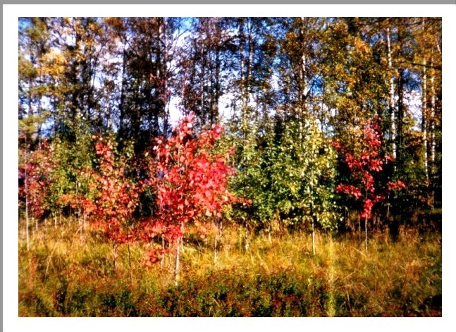фото "Осенний хоровод" метки: пейзаж, лес, осень