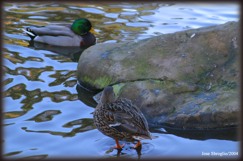 photo "The ducks" tags: nature, wild animals