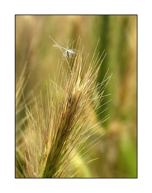 photo "Pivot" tags: nature, macro and close-up, flowers
