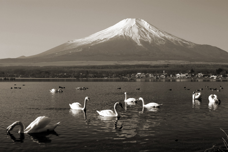 фото "Swan Party" метки: пейзаж, природа, вода, дикие животные