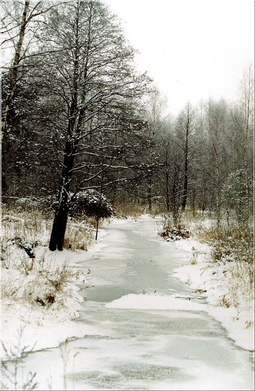 photo "Quiet stream." tags: landscape, still life, forest