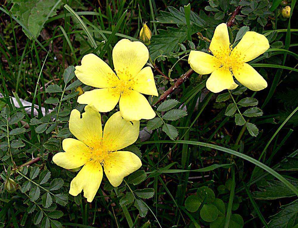 photo "Babies" tags: nature, flowers