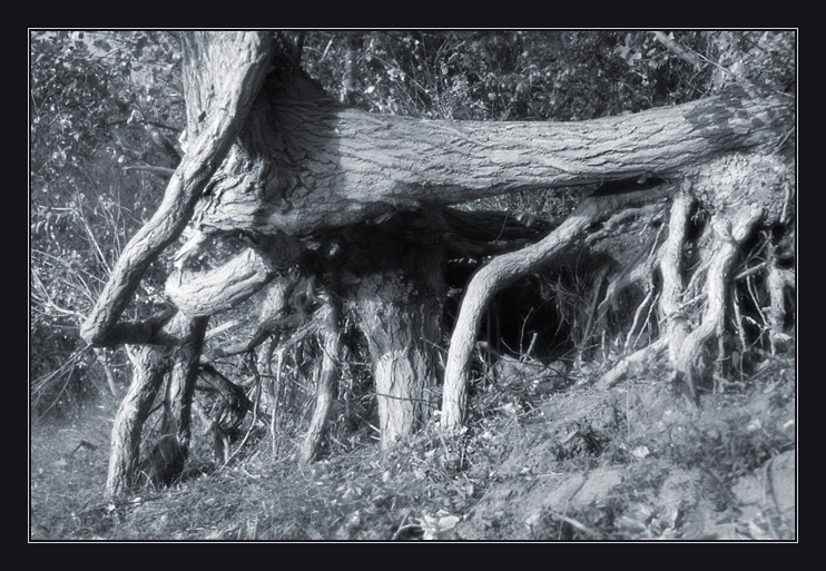 photo "****" tags: black&white, landscape, forest