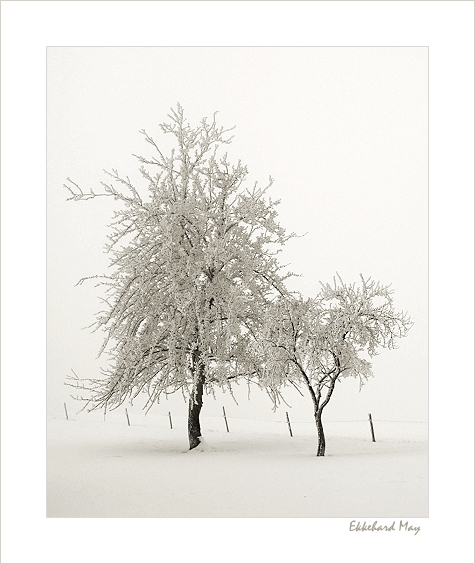 photo "friends" tags: landscape, winter