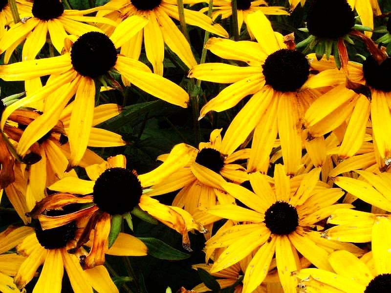 photo "Flower" tags: nature, flowers