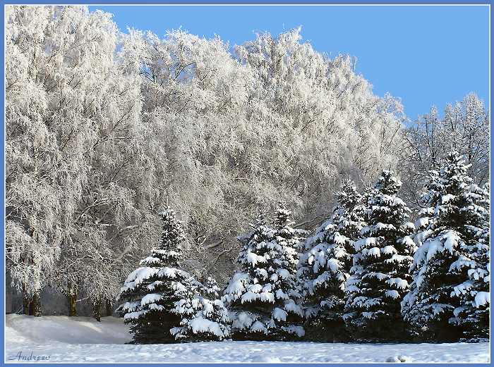 фото "Стена заснеженных берез и елей..." метки: пейзаж, зима